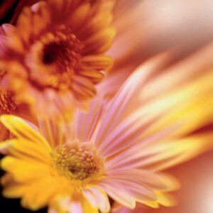 Materiale per Fioristi